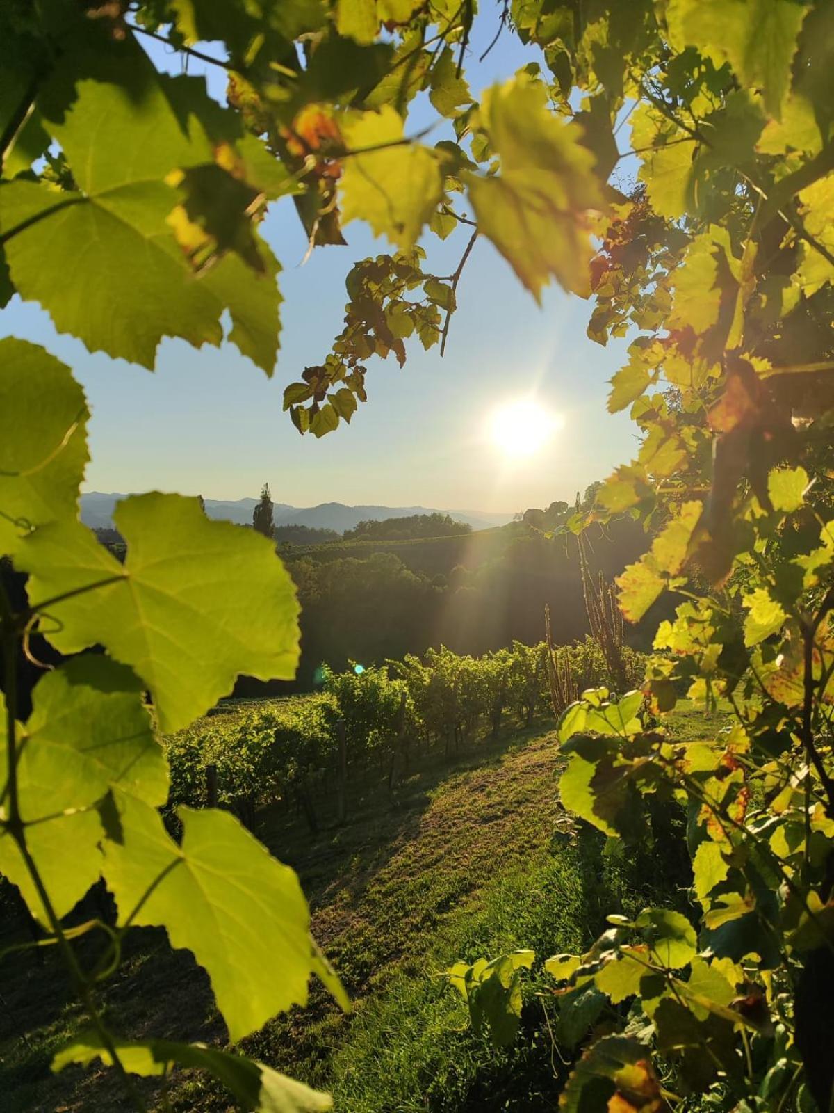 Weingut Fellner Leutschach Exterior foto